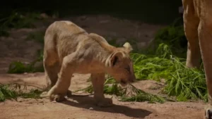 شبل الأطلس الجديد “أزغار” اندمج بسهولة مع مجموعته من الأسود