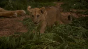 شبل الأطلس الجديد “أزغار” اندمج بسهولة مع مجموعته من الأسود