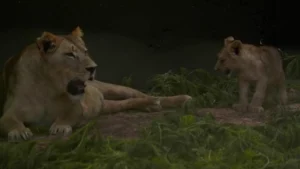 شبل الأطلس الجديد “أزغار” اندمج بسهولة مع مجموعته من الأسود