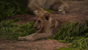 شبل الأطلس الجديد “أزغار” اندمج بسهولة مع مجموعته من الأسود